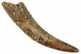 Curved Fossil Pterosaur (Siroccopteryx) Tooth - Morocco #295148-1